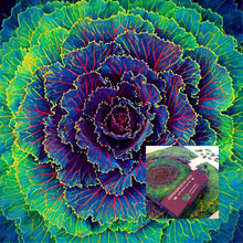 Load image into Gallery viewer, Ornamental Kale
